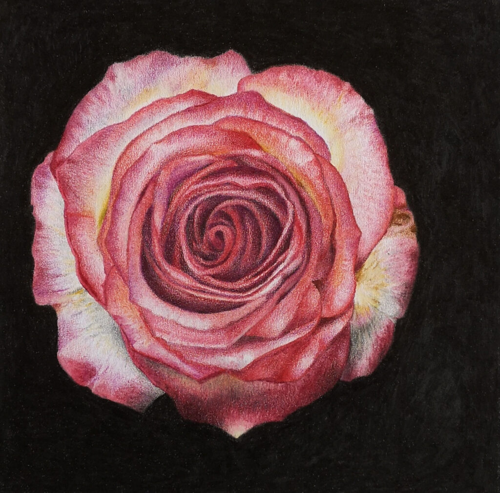 "rose" | farbstift auf papier